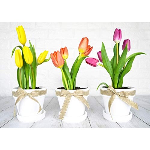 My Urban Crafts 4.7 Inch Plant Pots Indoor Set of 6 Round Ceramic ...