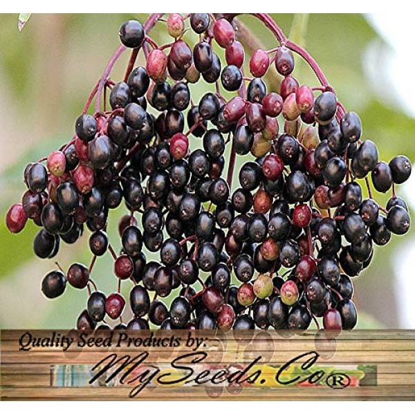 Big Pack - 1,000 American Elderberry Seeds - Sambucus Canadensis...