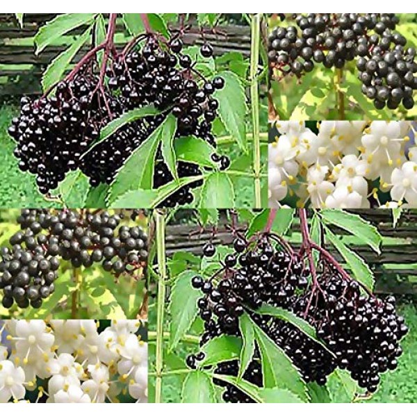 Big Pack - 1,000 American Elderberry Seeds - Sambucus Canadensis...