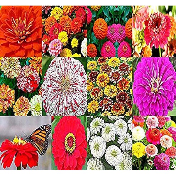BIG PACK - 2,000+ ZINNIA RAINBOW Mix - Flower Seeds By MySeeds.C...