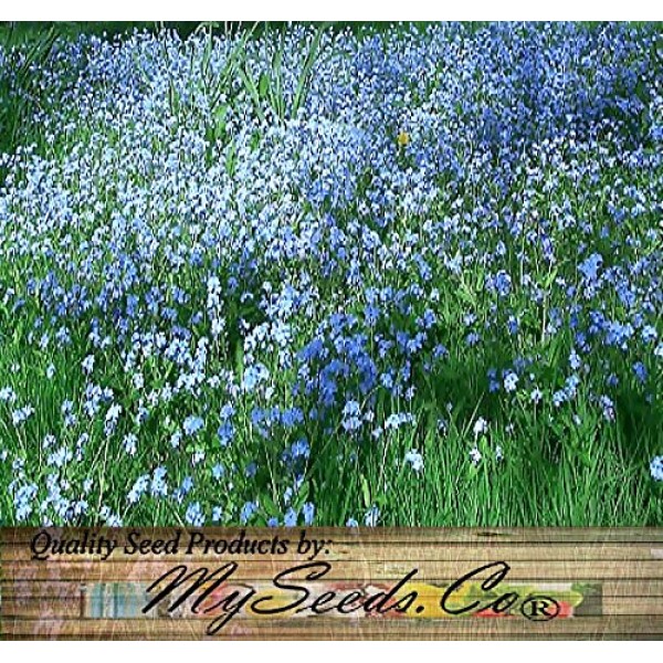 BIG PACK - 6,000 CHINESE FORGET ME NOT, Cynoglossum amabile Flow...