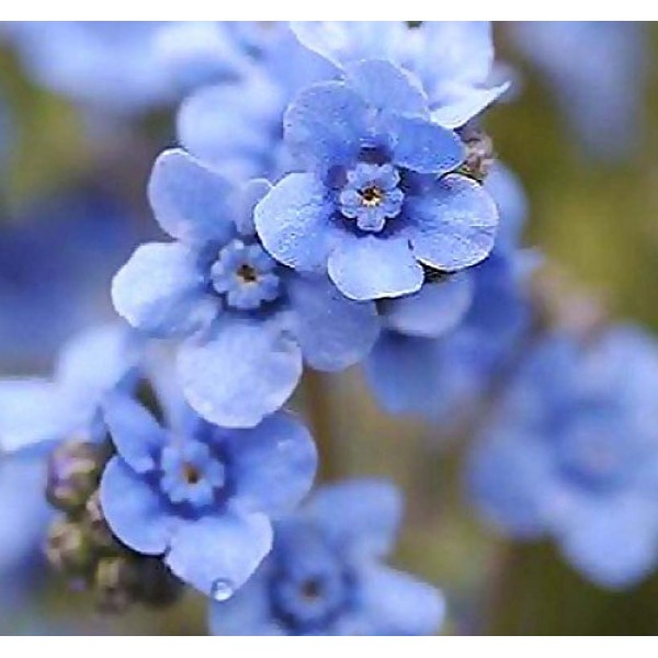 BIG PACK - 6,000 CHINESE FORGET ME NOT, Cynoglossum amabile Flow...