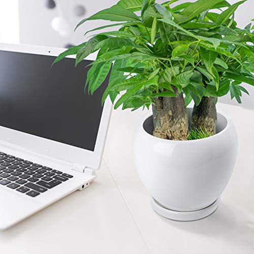 2PCS Ceramic Plant Pot with Drainage Hole Saucer Modern Minimalism...