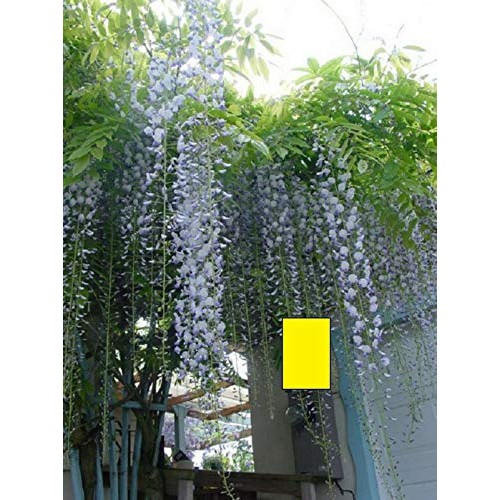 Wisteria floribunda Macrobotrys 6-12 inches Tall Rare Item