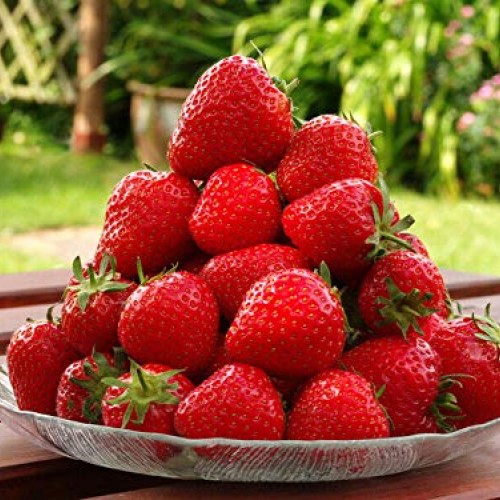 10 Seascape Ever Bearing Strawberry Plants - Certified Healthy Bar...
