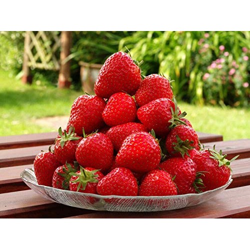 10 Seascape Ever Bearing Strawberry Plants - Certified Healthy Bar...