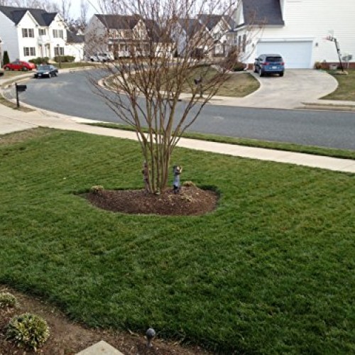 Natural Alternative Fall Lawn Fertilizer 21-0-4 Enriched with Prot...
