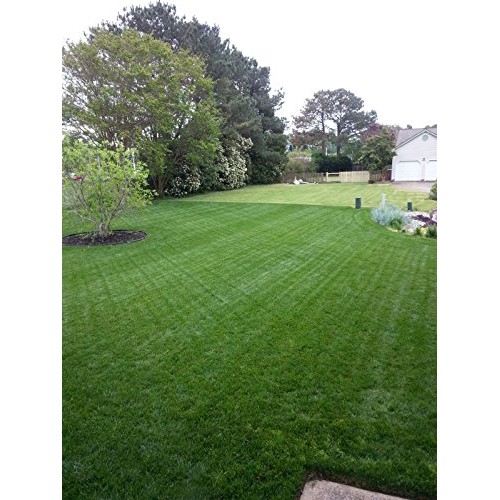 Natural Alternative Fall Lawn Fertilizer 21-0-4 Enriched with Prot...