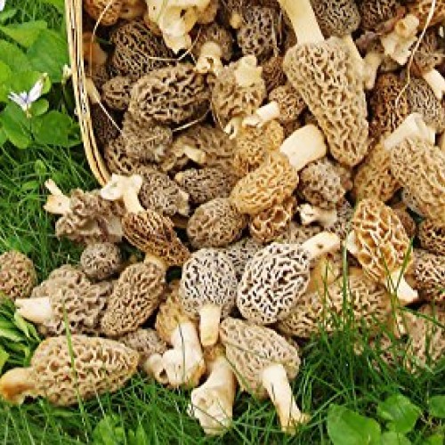 Morel Mushroom Sawdust Bag Spores in Sawdust Bag Garden Mushroom S...