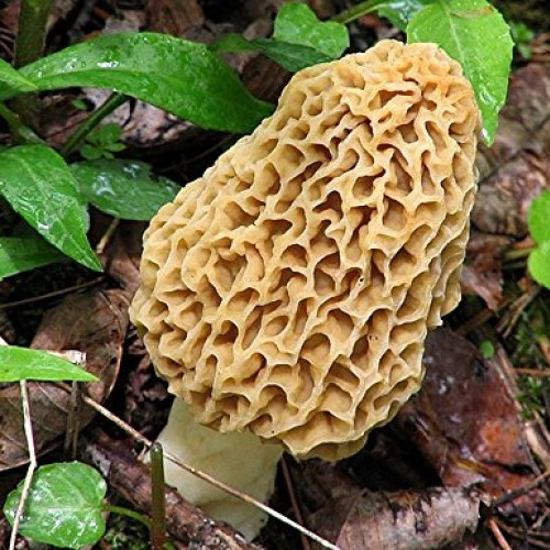 Morel Mushroom Sawdust Bag Spores in Sawdust Bag Garden Mushroom S...