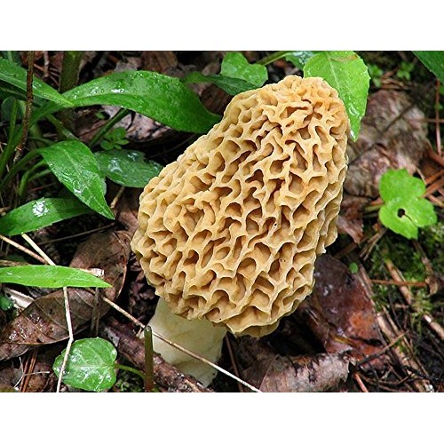 Morel Mushroom Sawdust Bag Spores in Sawdust Bag Garden Mushroom S...