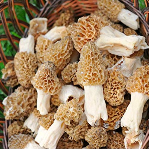 Morel Mushroom Sawdust Bag Spores in Sawdust Bag Garden Mushroom S...