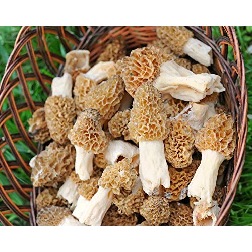 Morel Mushroom Sawdust Bag Spores in Sawdust Bag Garden Mushroom S...