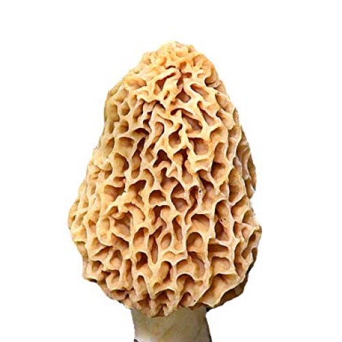 Morel Mushroom Sawdust Bag Spores in Sawdust Bag Garden Mushroom S...