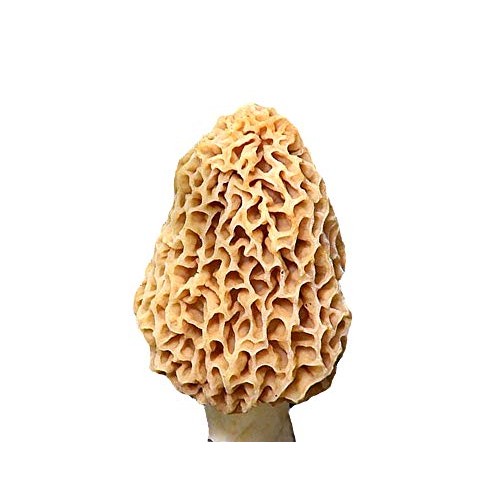 Morel Mushroom Sawdust Bag Spores in Sawdust Bag Garden Mushroom S...