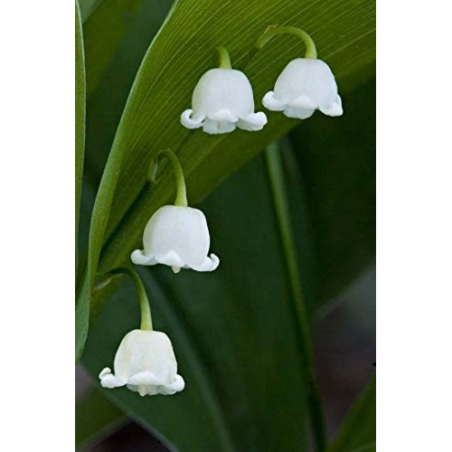 10 Lily of The Valley Convallaria majalis Bulbs - Fresh Bulbs Fl...