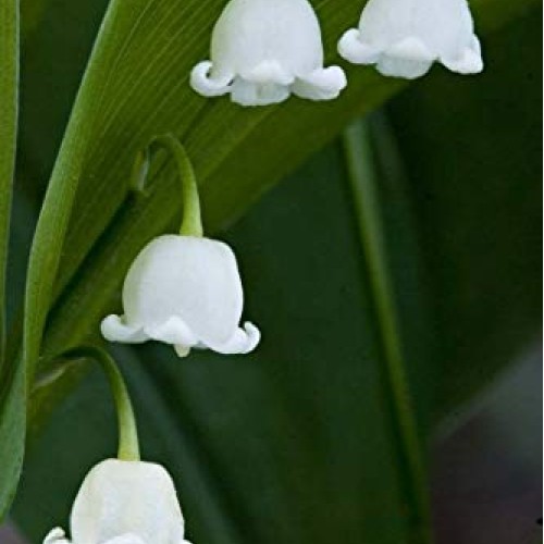10 Lily of The Valley Convallaria majalis Bulbs - Fresh Bulbs Fl...