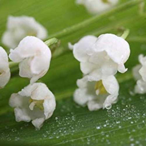 10 Lily of The Valley Convallaria majalis Bulbs - Fresh Bulbs Fl...