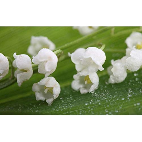 10 Lily of The Valley Convallaria majalis Bulbs - Fresh Bulbs Fl...
