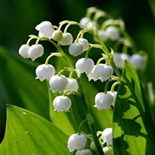 10 Lily of The Valley Convallaria majalis Bulbs - Fresh Bulbs Fl...