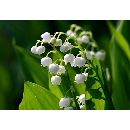 10 Lily of The Valley Convallaria majalis Bulbs - Fresh Bulbs Fl...