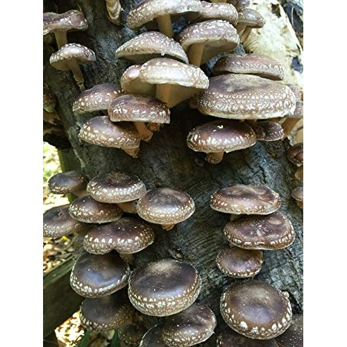 100+ Organic Lions Mane Gourmet Mushroom Plugs + Wax for Log Inoc...