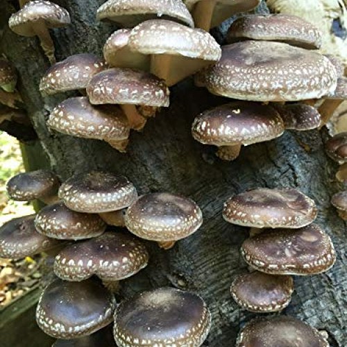 100+ Organic Lions Mane Gourmet Mushroom Plugs + Wax for Log Inoc...