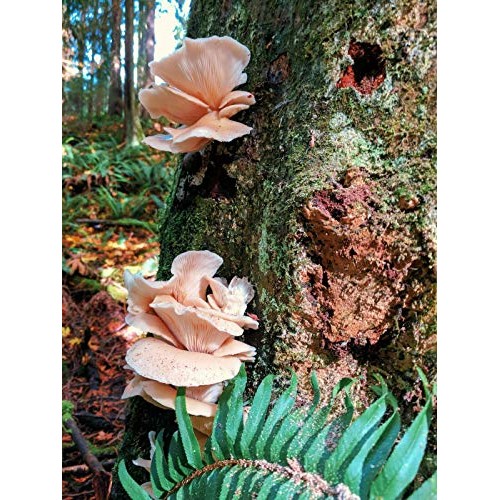 100+ Organic Lions Mane Gourmet Mushroom Plugs + Wax for Log Inoc...