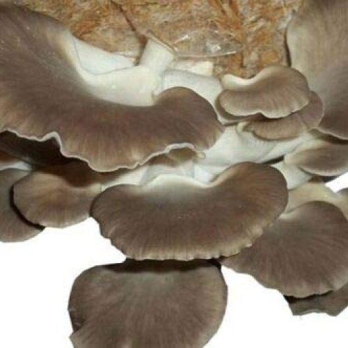 100+ Organic Lions Mane Gourmet Mushroom Plugs + Wax for Log Inoc...