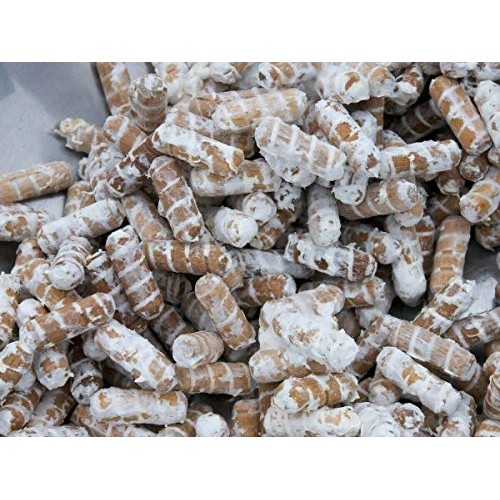 100+ Organic Lions Mane Gourmet Mushroom Plugs + Wax for Log Inoc...