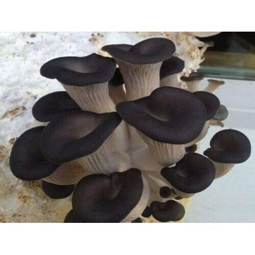 100+ Organic Shiitake Mushroom Plugs for Log Inoculation US Seller...