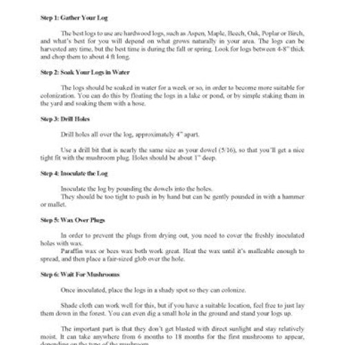 100+ Organic Shiitake Mushroom Plugs for Log Inoculation US Seller...