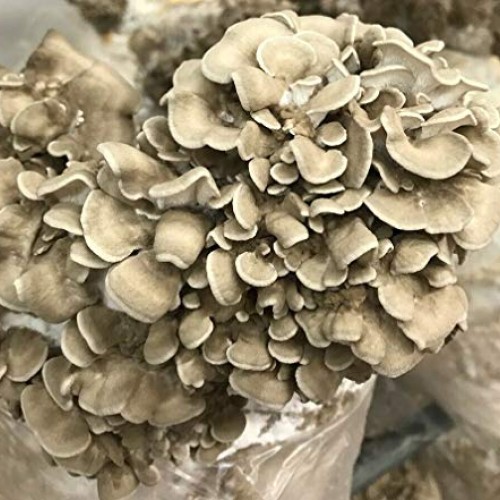 100+ Organic Shiitake Mushroom Plugs for Log Inoculation US Seller...