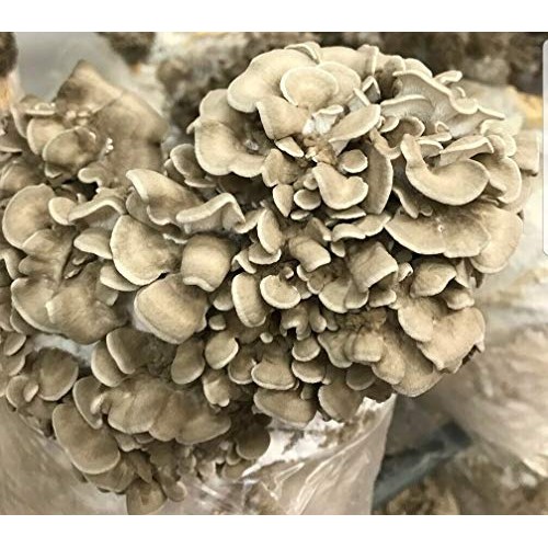 100+ Organic Shiitake Mushroom Plugs for Log Inoculation US Seller...