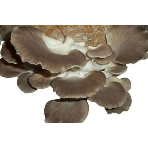100+ Organic Shiitake Mushroom Plugs for Log Inoculation US Seller...