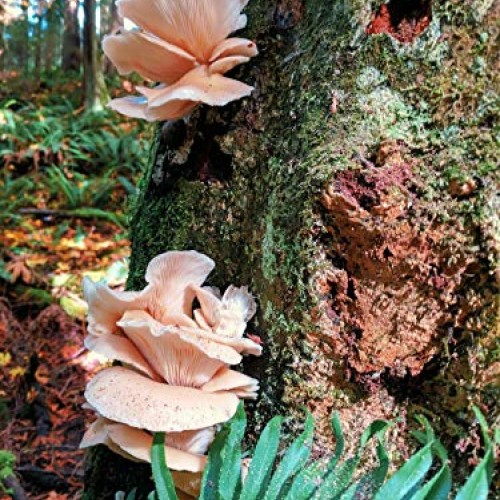 100+ Organic Shiitake Mushroom Plugs for Log Inoculation US Seller...