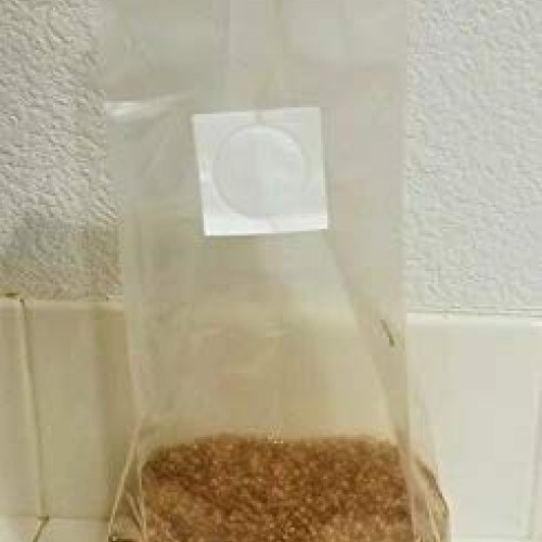 5 Bag of 3 lbs sterilized Grain Berries Substrate, Mushroom Spawn ...