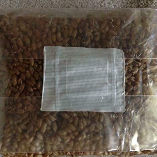 5 Bag of 3 lbs sterilized Grain Berries Substrate, Mushroom Spawn ...