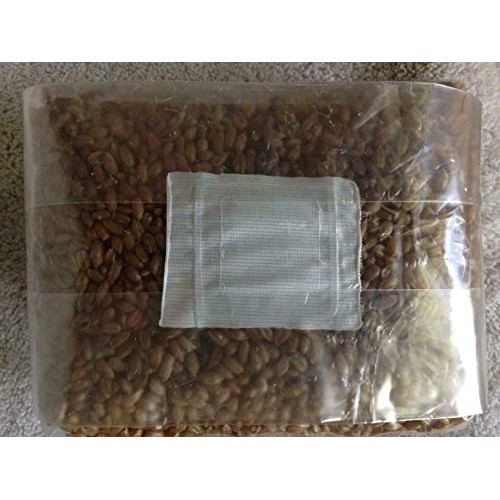 5 Bag of 3 lbs sterilized Grain Berries Substrate, Mushroom Spawn ...