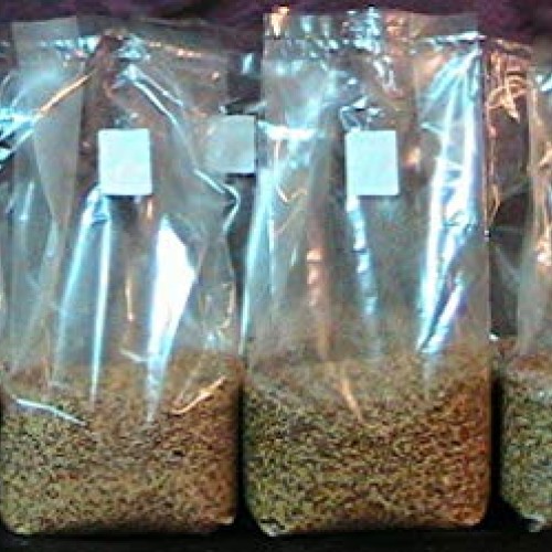 5 Bag of 3 lbs sterilized Grain Berries Substrate, Mushroom Spawn ...