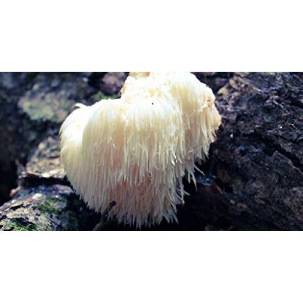 50+ Organic Lions Mane Gourmet Mushroom Plugs for Log Inoculation...
