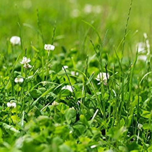 Natures Seed S-TRRE-5000-F Dutch Clover, 5000 sq. ft