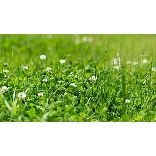 Natures Seed S-TRRE-5000-F Dutch Clover, 5000 sq. ft