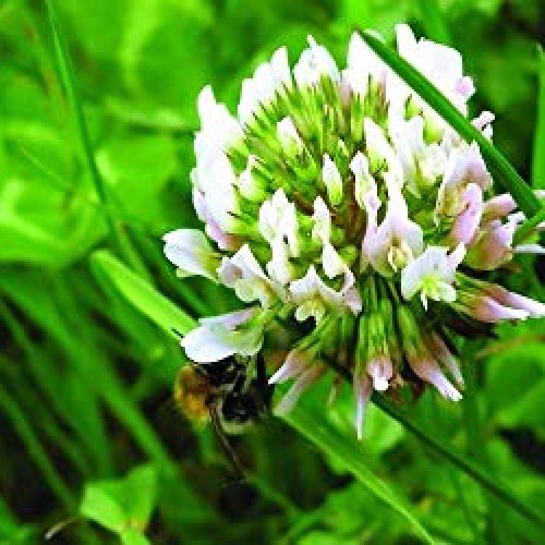 Natures Seed S-TRRE-5000-F Dutch Clover, 5000 sq. ft