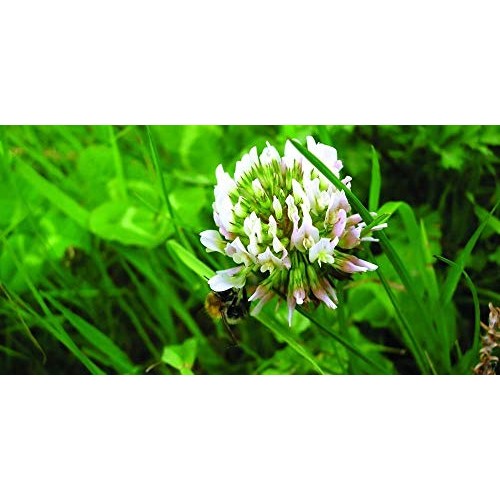 Natures Seed S-TRRE-5000-F Dutch Clover, 5000 sq. ft