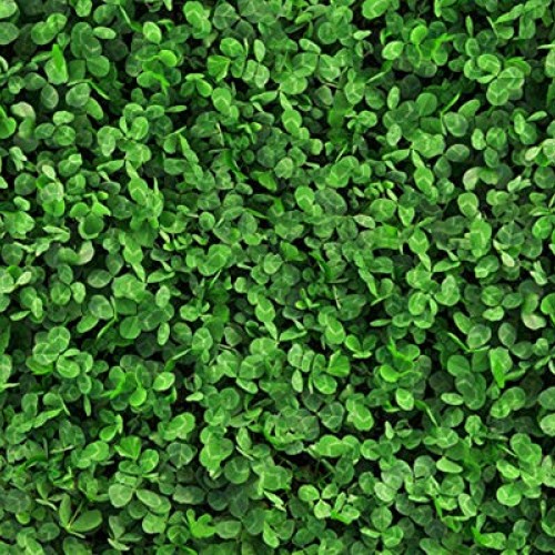 Natures Seed S-TRRE-5000-F Dutch Clover, 5000 sq. ft