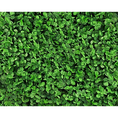 Natures Seed S-TRRE-5000-F Dutch Clover, 5000 sq. ft