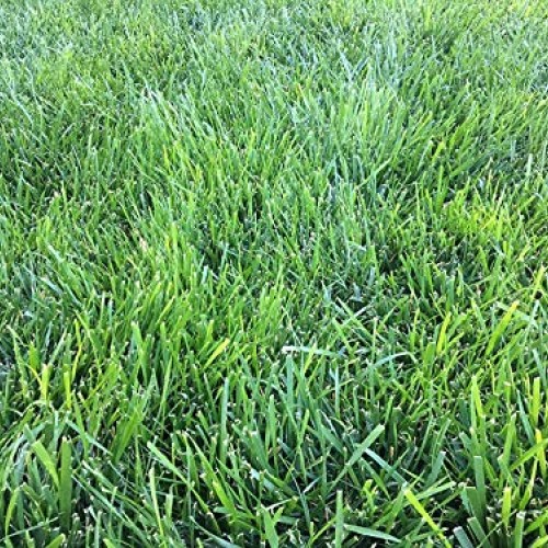 Triple-Play Tall Fescue Grass Seed Blend 1500 sq ft