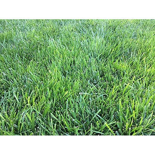 Triple-Play Tall Fescue Grass Seed Blend 1500 sq ft