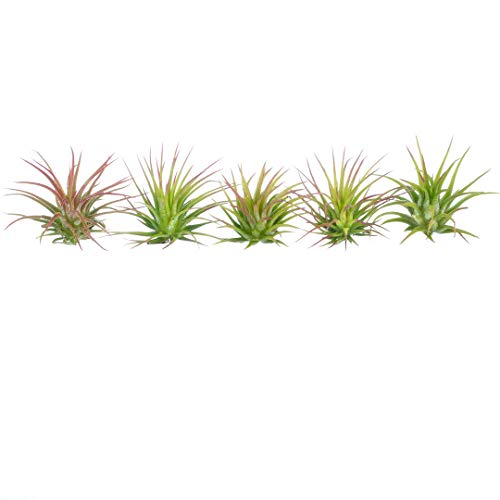 Air Plant Fuego Assortment | Lonantha Fuego Tillandsia Air Plants ...